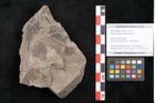 Foto (Detailansicht) von Fagus shagiana Ettingshausen (NHMW-GEO-2024-0188-10144b)